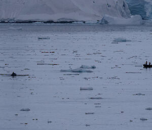 The team out working with whales in the Gerlache Strait