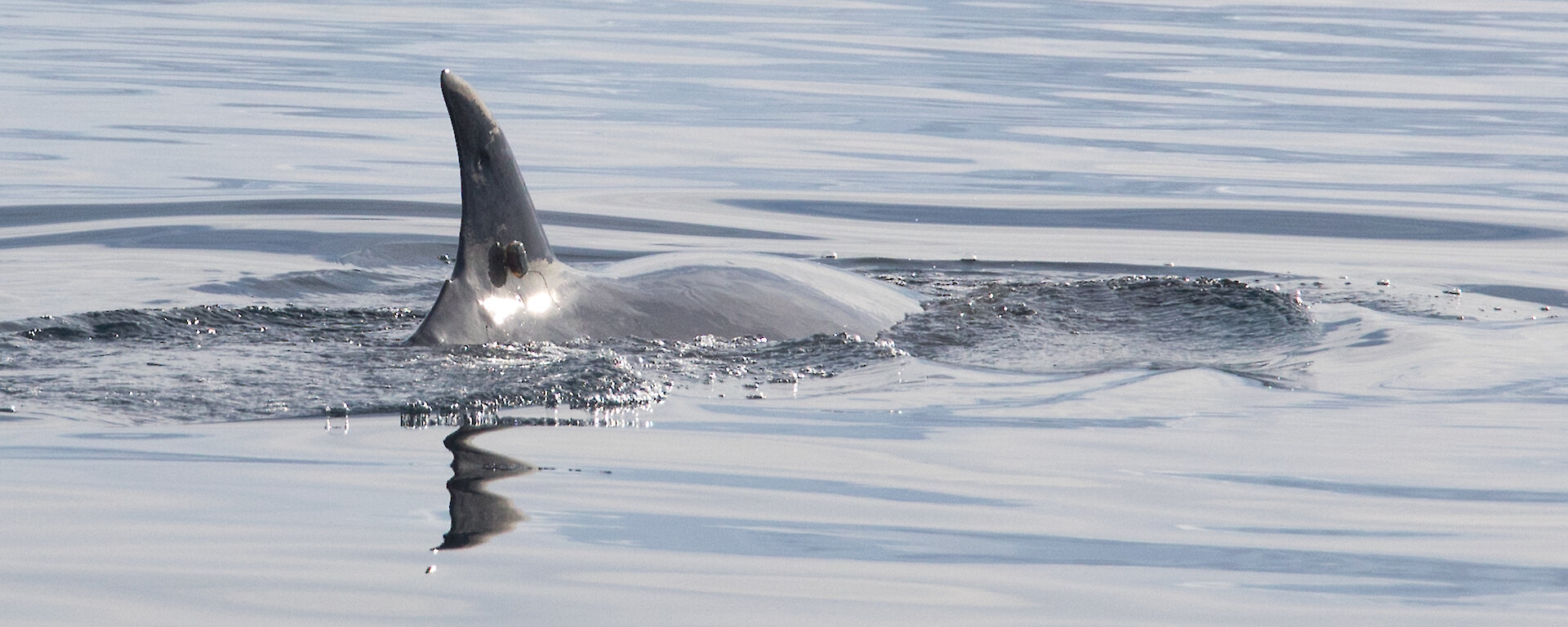 Minke whale with tag on dorsal fin