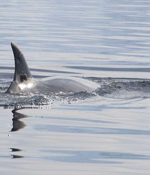 Minke whale with tag on dorsal fin