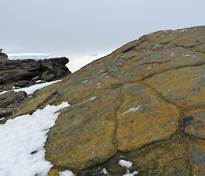 Lichens growing on rocks