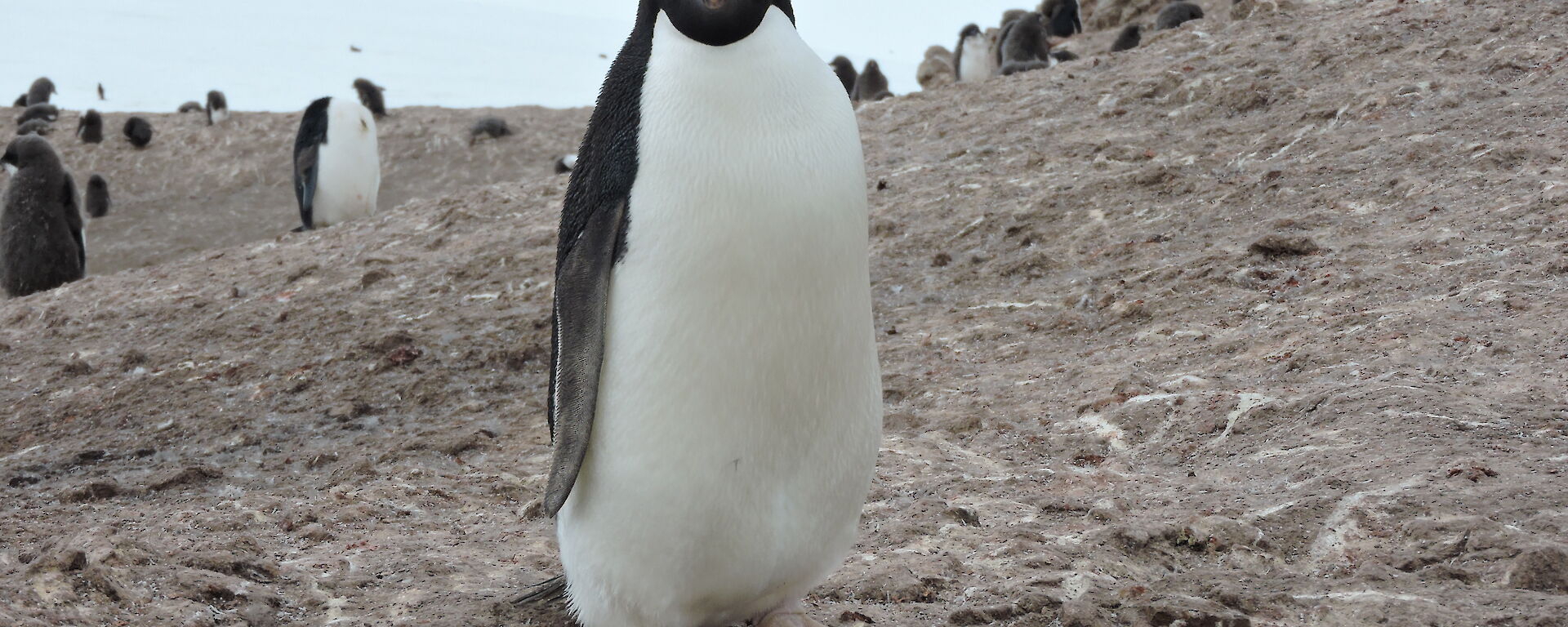 Photo of penguin in ice free area