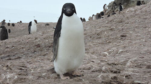 Photo of penguin in ice free area