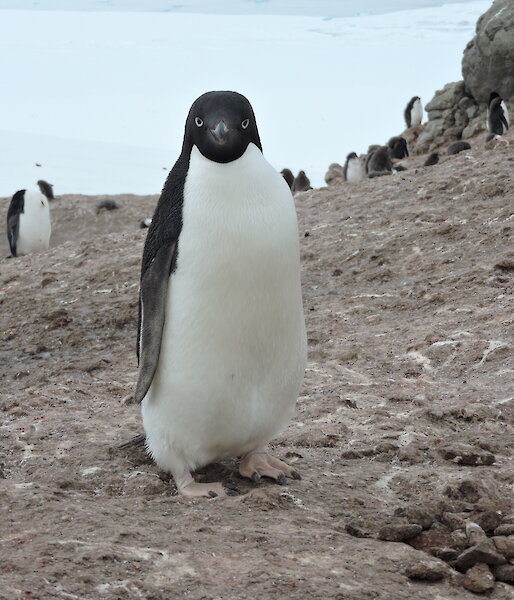 Photo of penguin in ice free area