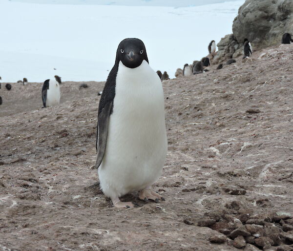 Photo of penguin in ice free area