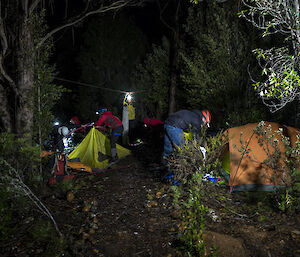 Tents pitched among trees in the dark