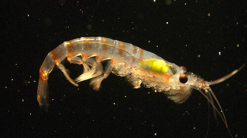 Antarctic krill