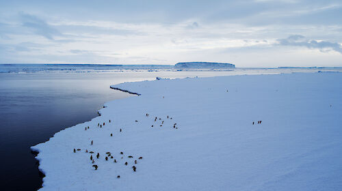 Photo of landscape with penguins