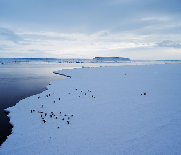 Photo of landscape with penguins