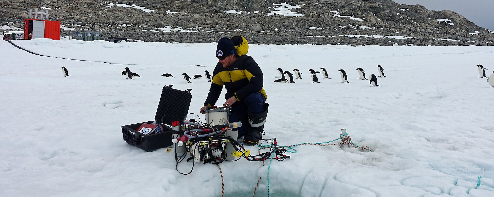 Adelie penguins inspecting a scientist at work near Casey research station