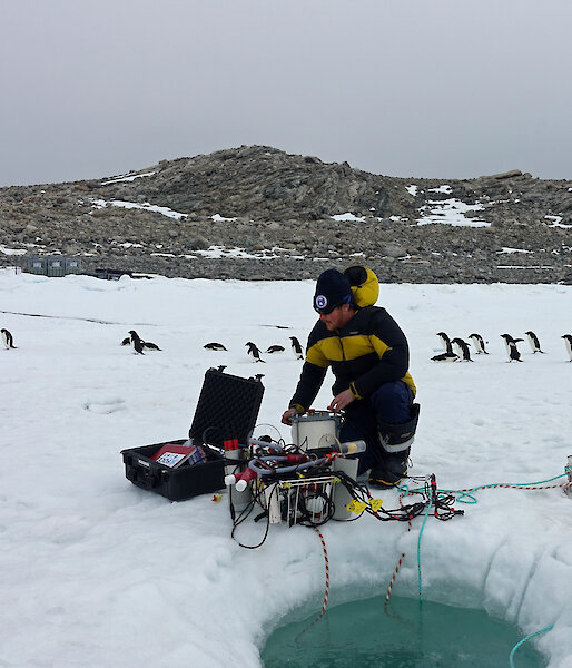 Adelie penguins inspecting a scientist at work near Casey research station