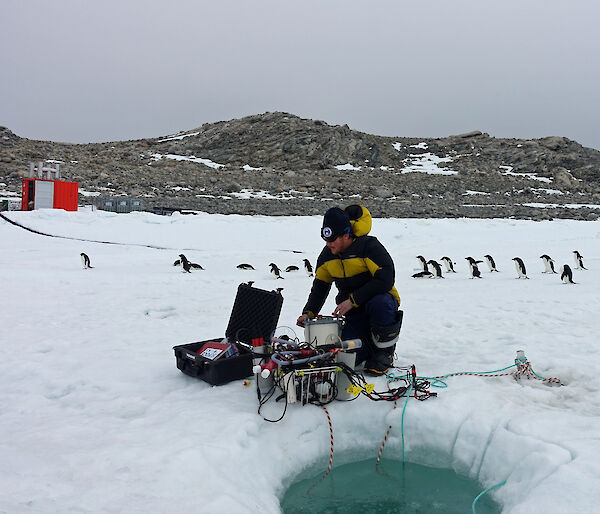 Adelie penguins inspecting a scientist at work near Casey research station