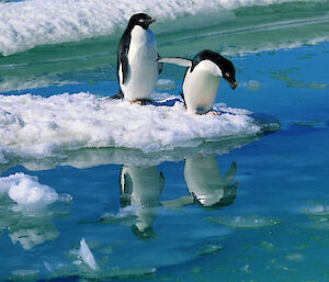 Two Adélie penguins stand on the edge of the ice, with one of them looking into the water