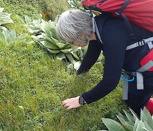 Person collecting seeds