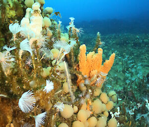 An under-ice seafloor community in O’Brien Bay showing a diverse community of marine invertebrates, including rounded sea-squirts (ascidians), feathery polychaete worms (also visible in the background) and a bright orange spiky sponge.