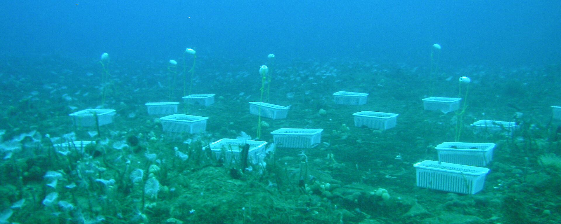 Trays filled with sediment contaminated by different hydrocarbons on the seabed in O’Brien Bay, near Casey research station.