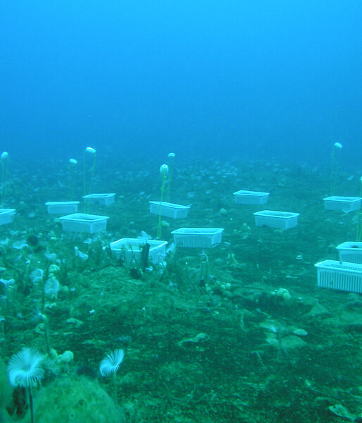 Trays filled with sediment contaminated by different hydrocarbons on the seabed in O’Brien Bay, near Casey research station.