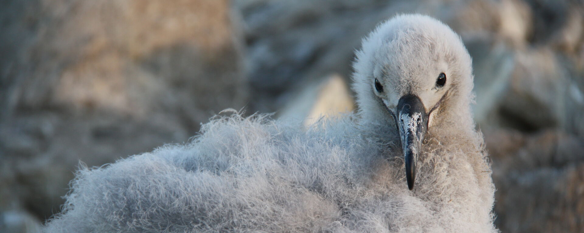 A black-browed albatross chick on its nest on Macquarie Island.