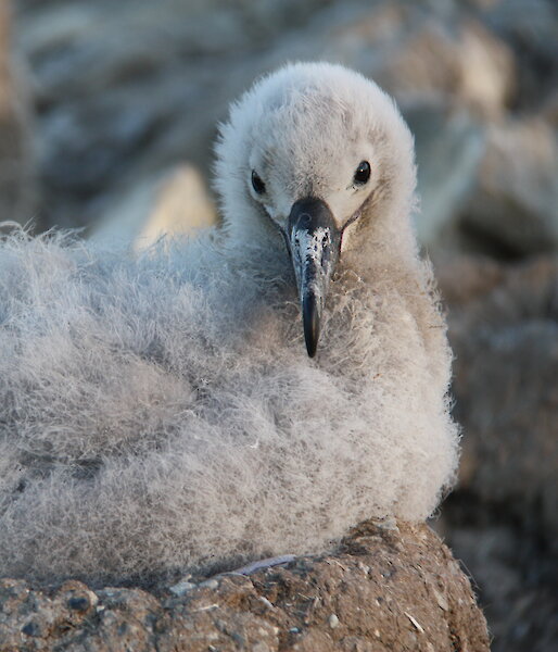 A black-browed albatross chick on its nest on Macquarie Island.