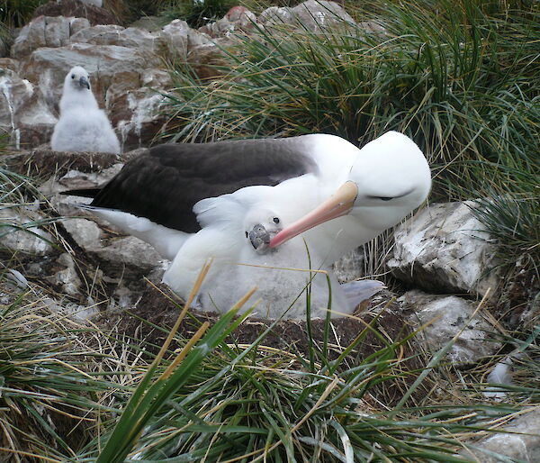 A black-browed albatross feeds its chick on Steeple Jason Island in the Falkland Islands.