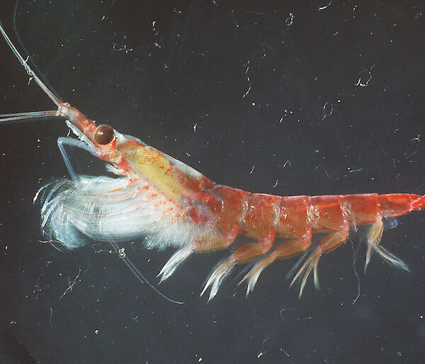 Close up of Antarctic krill