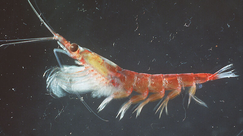 Close up of Antarctic krill