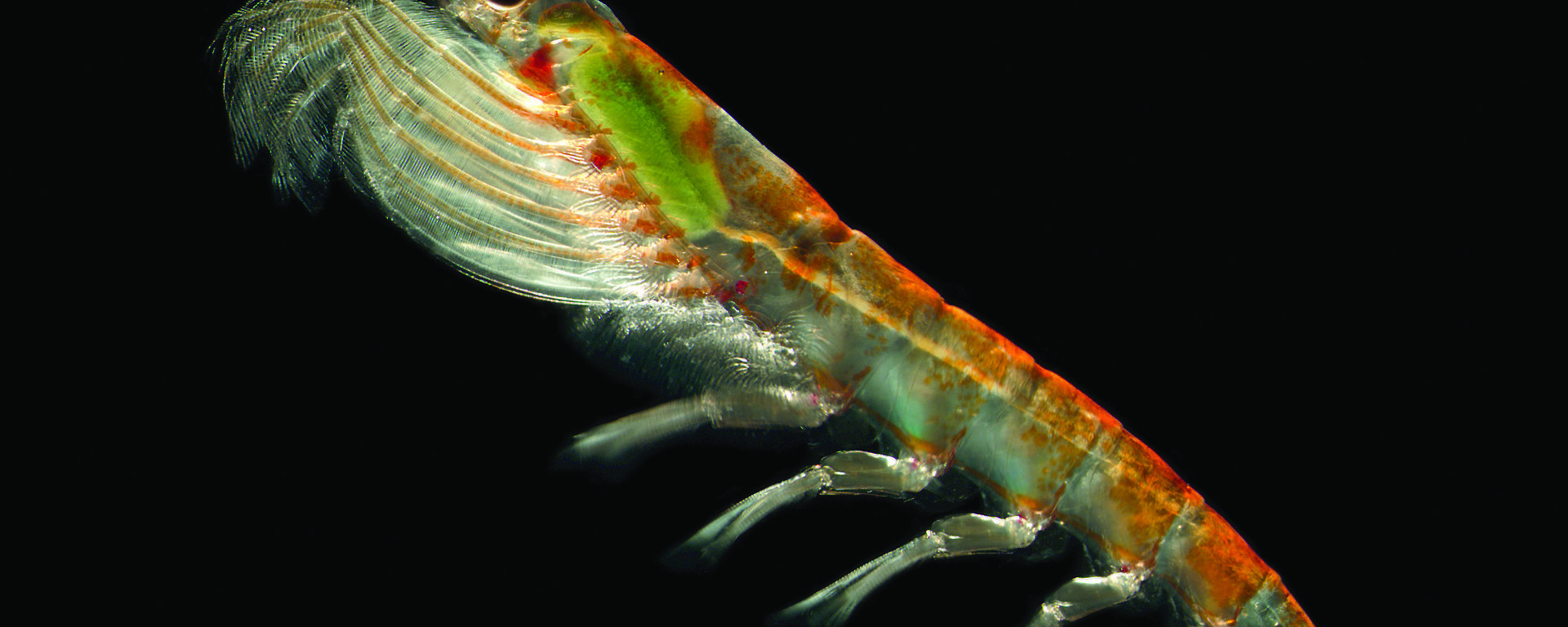 A single Antarctic krill.