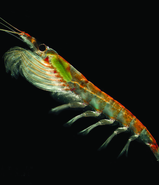 A single Antarctic krill.