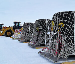 Large types reaching 1.5m in height covered in netting on ice