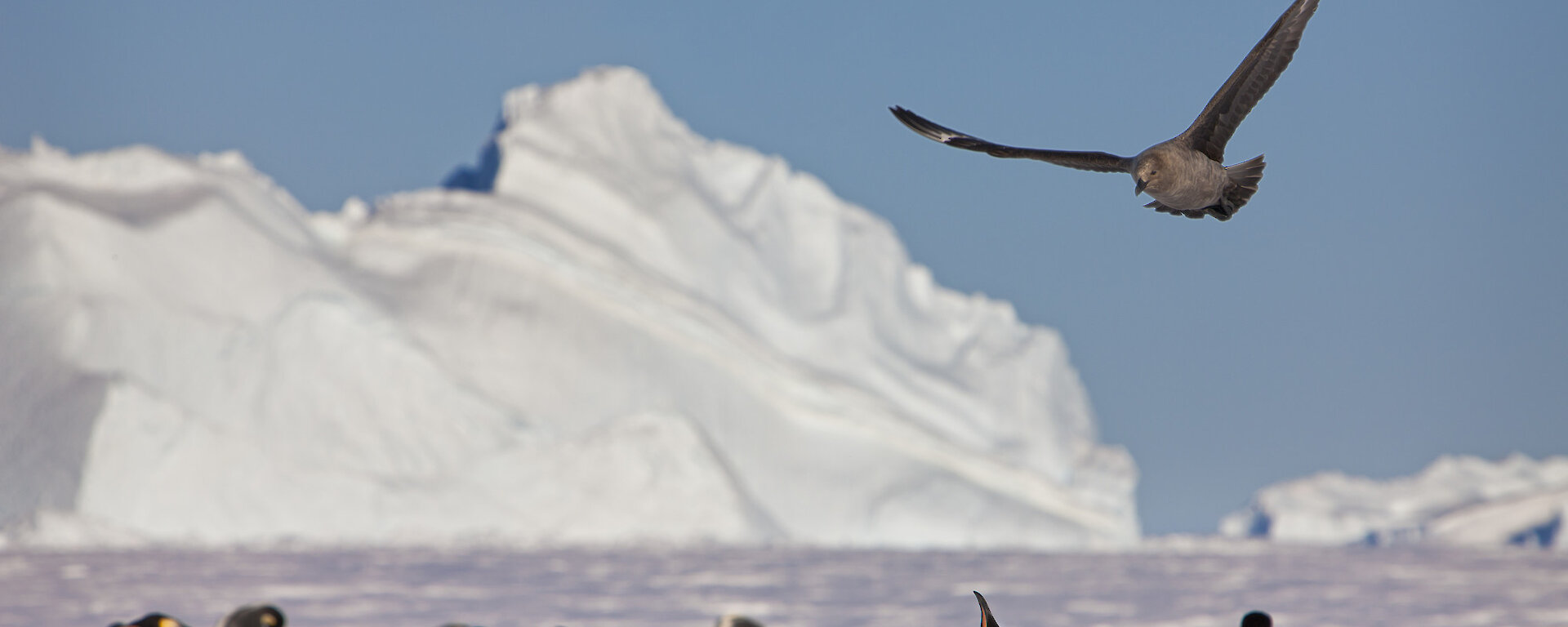 Penguins with a bird flying over the top