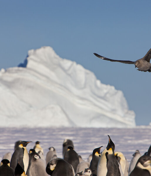 Penguins with a bird flying over the top