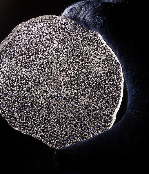 An ice core with air bubbles