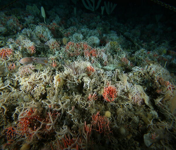 Corals and sponges under the water