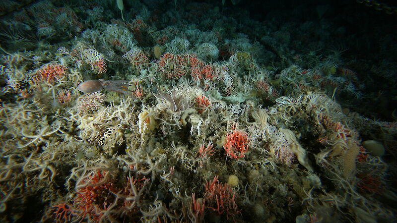 Corals and sponges under the water
