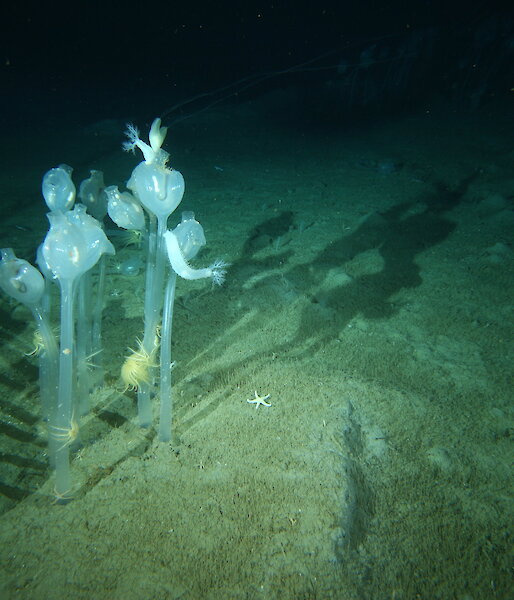 Flower like plants under the water