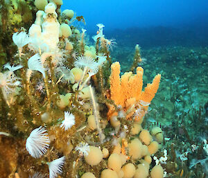 Colourful image taken on the sea floor