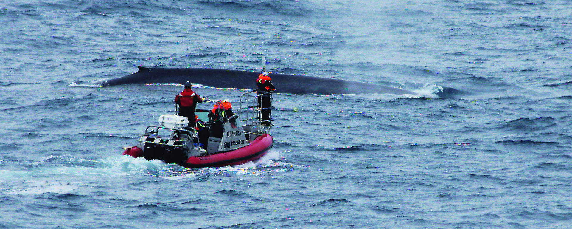 Scientists approach a blue whale in a small boat to attach a satellite tag.