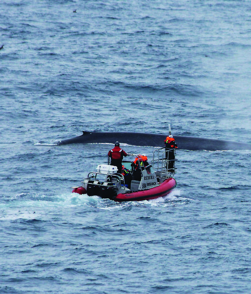 Scientists approach a blue whale in a small boat to attach a satellite tag.