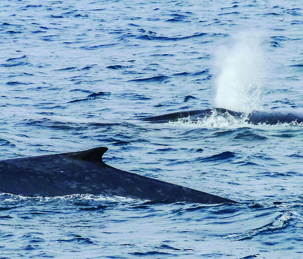 Three blue whales breaching in the Southern Ocean.
