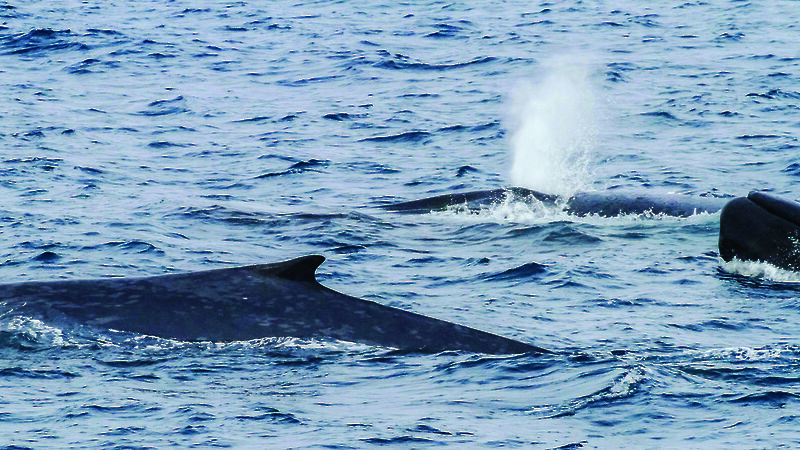 Three blue whales breaching in the Southern Ocean.