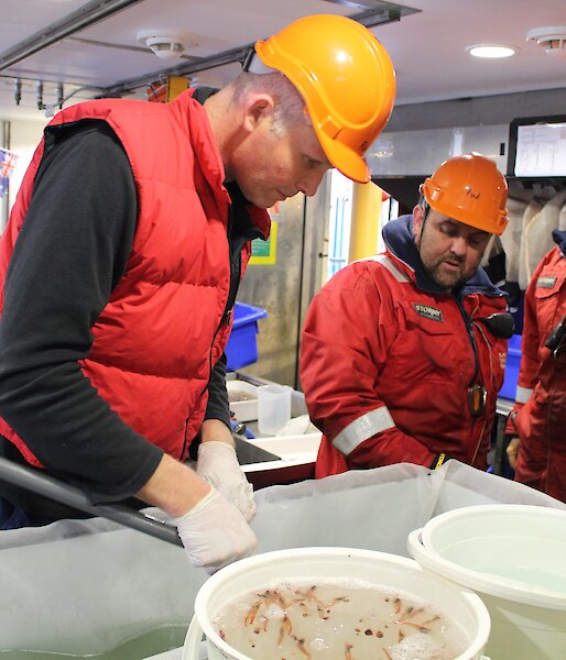 Rob King selects healthy animals from the catch to use in experiments.