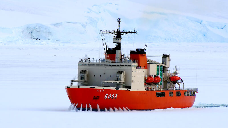 The Japanese icebreaker, Shirase, in the ice.