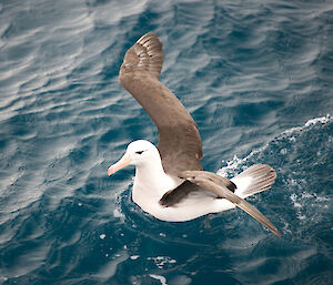 Black browed albatross in the Southern Ocean