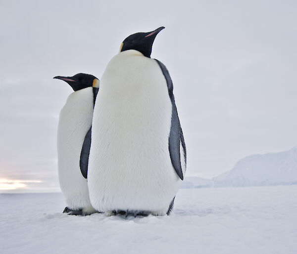 Emperor Penguins