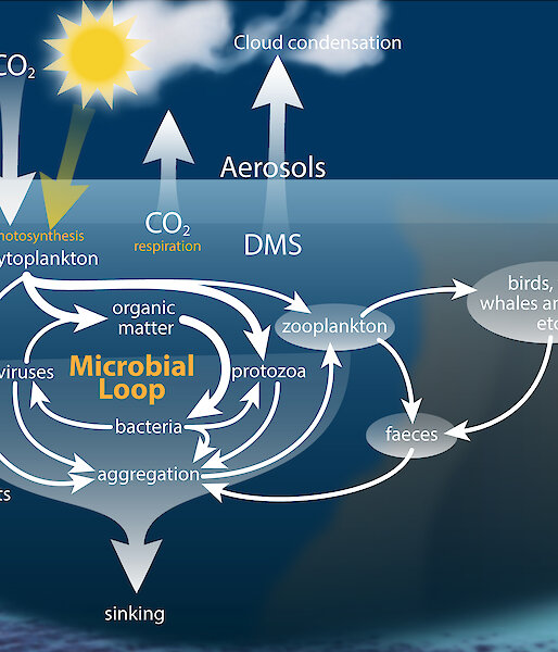 Schematic of transfer of carbon in the marine ecosystem and how marine microbes affect concentrations of climate-active gases