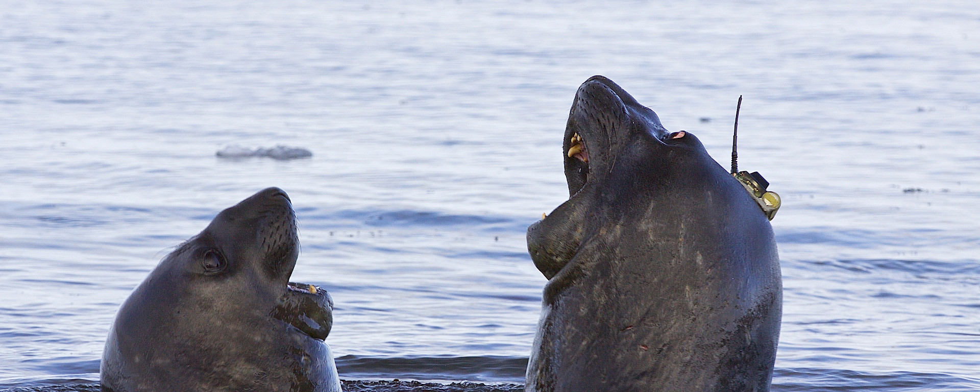 Elephant seal with instrument