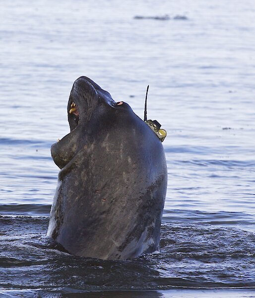 Elephant seal with instrument