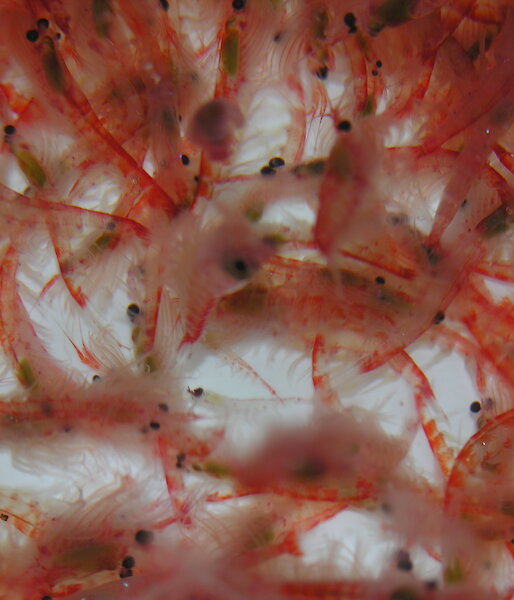 Krill