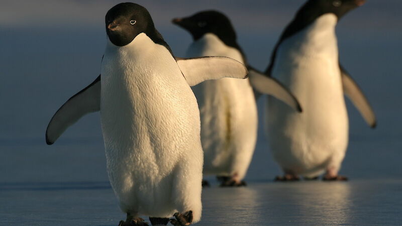 Adelie penguins walking on ice