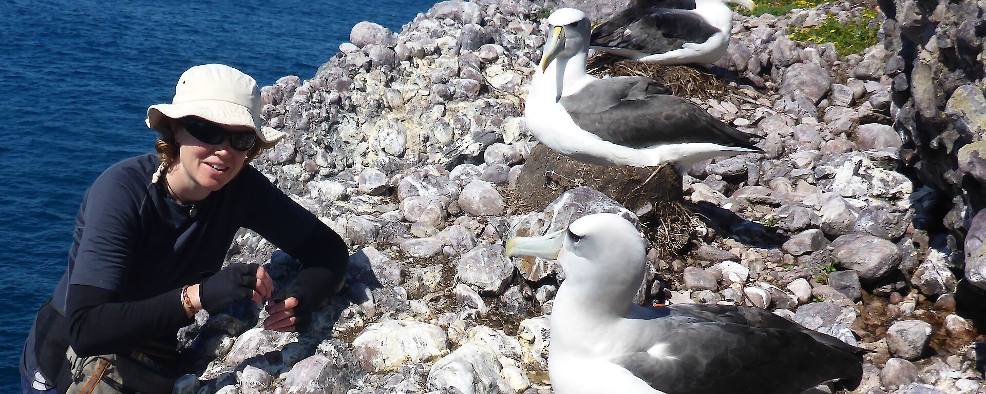 Julie McInnes collecting a scat sample from Shy Albatross on Albatross Island in Bass Strait