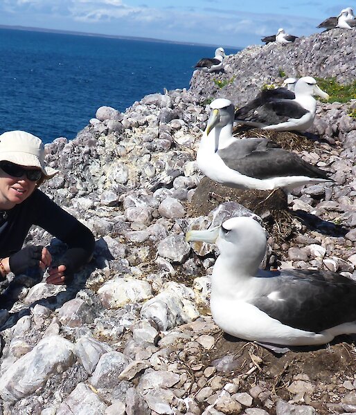 Julie McInnes collecting a scat sample from Shy Albatross on Albatross Island in Bass Strait